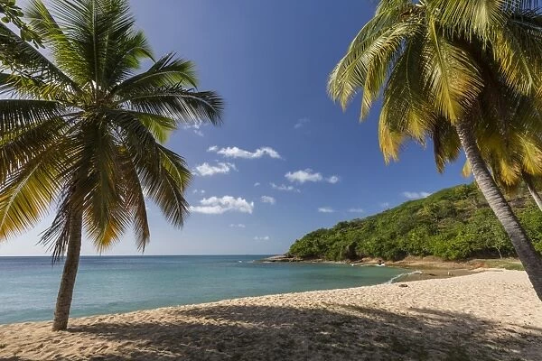 Palm trees thrive on the beautiful beach of Hawksbill which houses one of the most