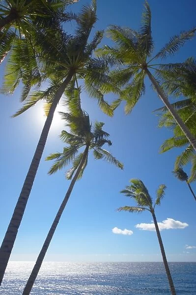Palm trees on tropical beach, Bali, Indonesia, Southeast Asia, Asia
