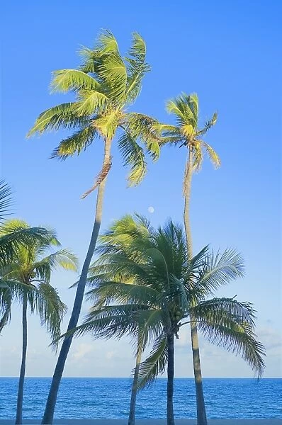 Palm trees on tropical beach, Fort Lauderdale, Florida, United States of America