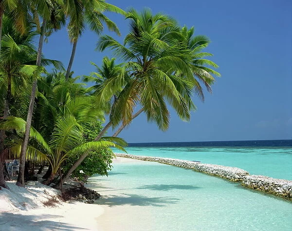 Palm trees on a tropical beach in the Maldive Islands
