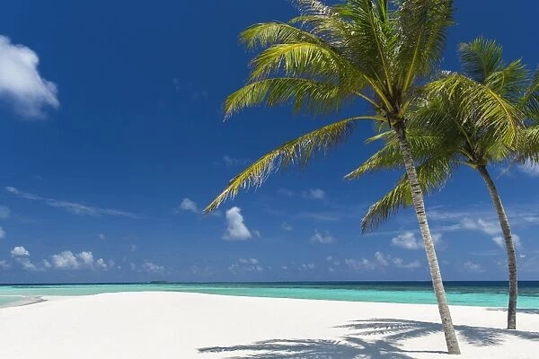 Palm trees and tropical beach, Maldives, Indian Ocean, Asia