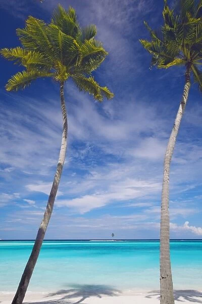 Palm trees on tropical beach, Maldives, Indian Ocean, Asia