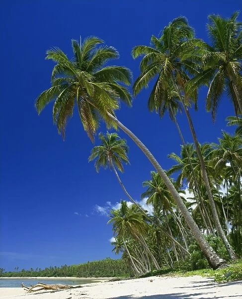 Palm trees on a tropical island beach on the Viti Coral coast in Fiji, Pacific Islands