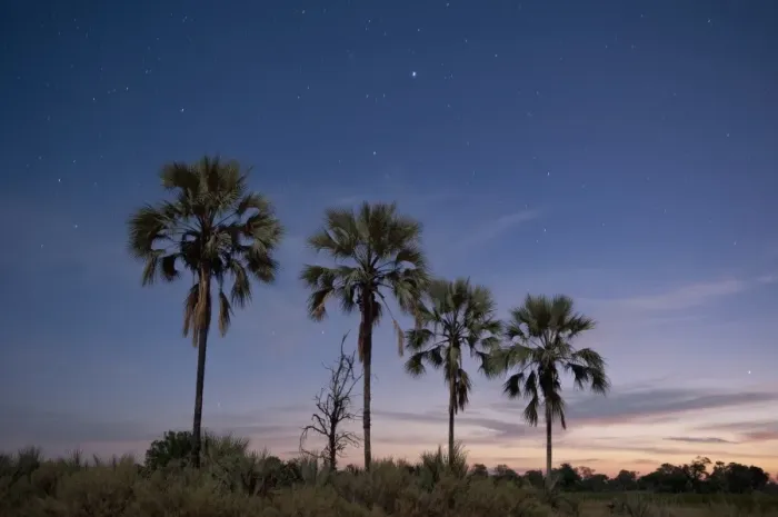 Framed Print : Palm trees at twilight, Okavango Delta, Botswana, Africa Framed Print : Palm trees at twilight, Okavango Delta, Botswana, Africa