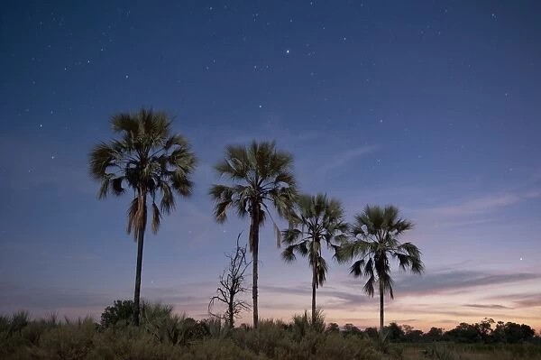 Palm trees at twilight, Okavango Delta, Botswana, Africa