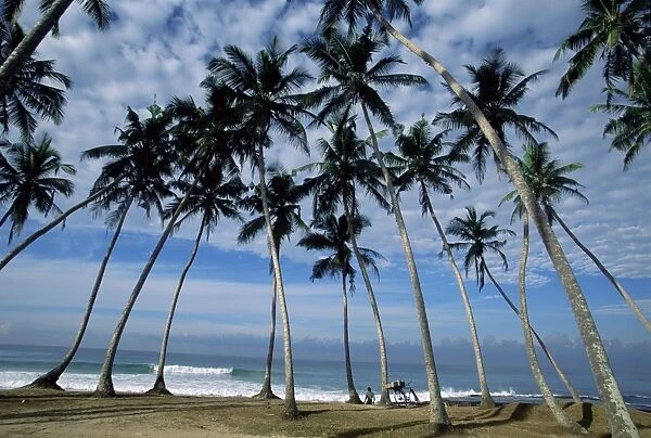Palm trees between Unawatuna and Weligama