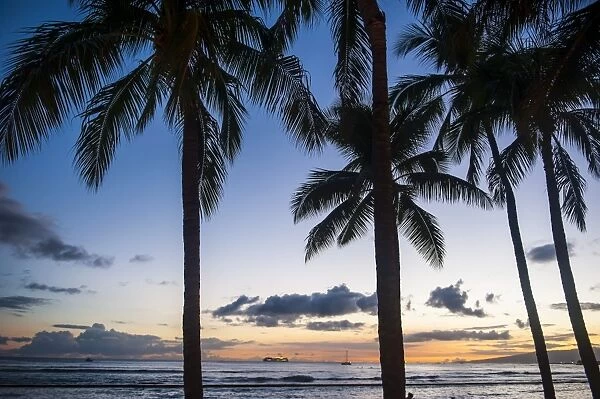 Palm trees on Waikiki Beach, Oahu, Hawaii, United States of America, Pacific