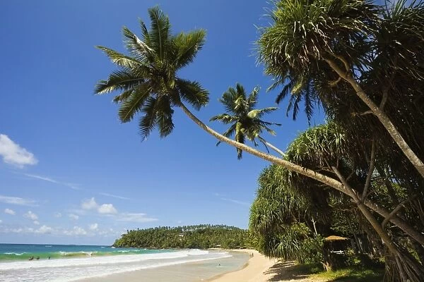 Palm trees and west point of the south coast whale watch surf beach at Mirissa, near Matara, Southern Province, Sri Lanka, Asia