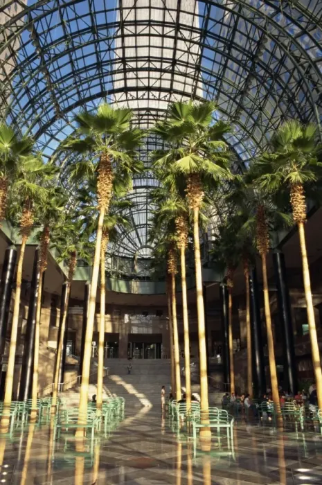 Framed Print : Palm trees in the Winter Garden atrium Framed Print : Palm trees in the Winter Garden atrium