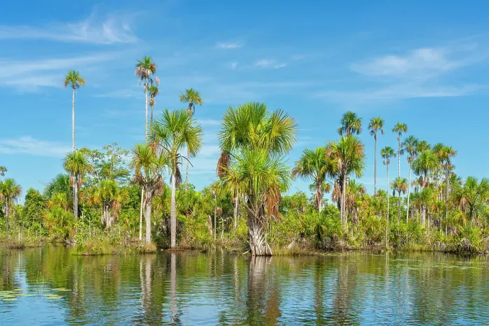 Framed Print : Palm trees on Yacumama Lake, Puerto Maldonado, Tambopata Province, Madre de Dios, Peru, South America Framed Print : Palm trees on Yacumama Lake, Puerto Maldonado, Tambopata Province, Madre de Dios, Peru, South America
