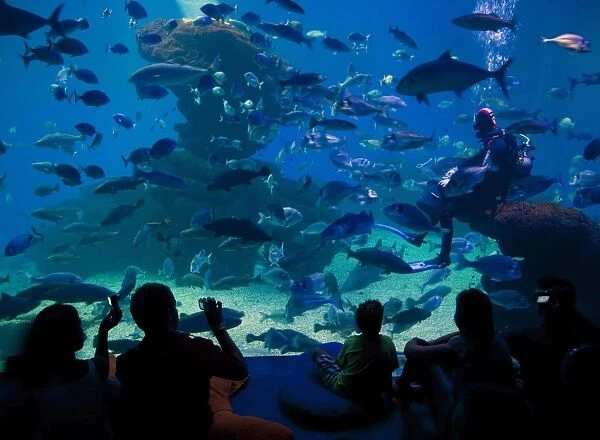Palma Aquarium interior with diver feeding fish and sharks, Playa de Palma