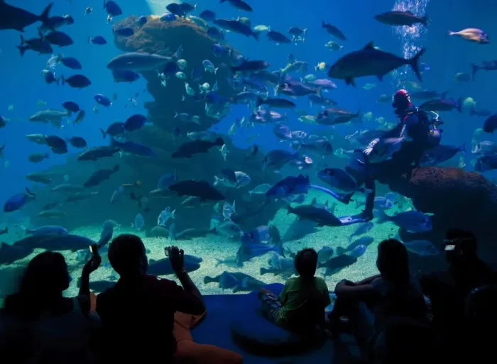 Framed Print : Palma Aquarium interior with diver feeding fish and sharks, Playa de Palma Framed Print : Palma Aquarium interior with diver feeding fish and sharks, Playa de Palma