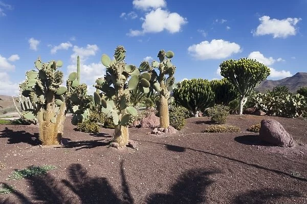 Palms, cactuses and spurge (euphorbia), Las Playitas, Fuerteventura, Canary Islands, Spain, Europe