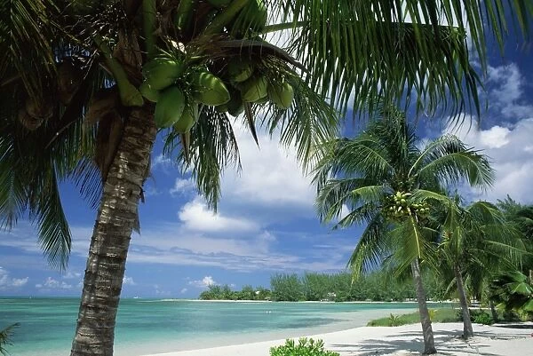 Palms on shore, Cayman Kai near Rum point, Grand Cayman, Cayman Islands, West Indies