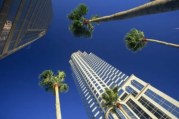 Palms and skyscrapers in downtown Tampa