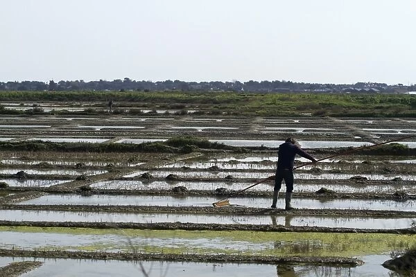 A paludier rakes natural sea salt with a las, in the protected reserve of the Guerande salterns in Brittany, France, Europe