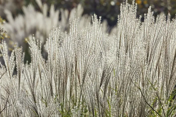Framed Print : Pampas grass in autumn, in a Devon garden, England, United Kingdom, Europe Framed Print : Pampas grass in autumn, in a Devon garden, England, United Kingdom, Europe