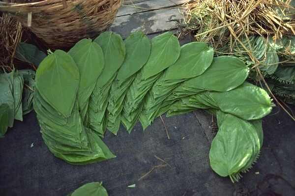 Pan leaves, India, Asia