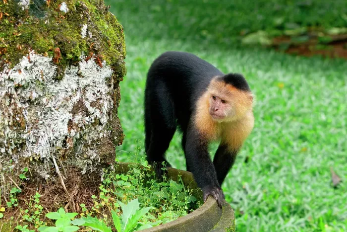 Framed Print : Panamanian white-faced capuchin (Cebus imitator), Costa Rica Framed Print : Panamanian white-faced capuchin (Cebus imitator), Costa Rica