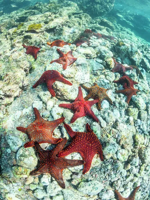 Framed Print : Panamic cushion star (Pentaceratser cumingi), in a scrum on Fernandina Island, Galapagos Islands, UNESCO World Heritage Site, Ecuador, South America Framed Print : Panamic cushion star (Pentaceratser cumingi), in a scrum on Fernandina Island, Galapagos Islands, UNESCO World Heritage Site, Ecuador, South America