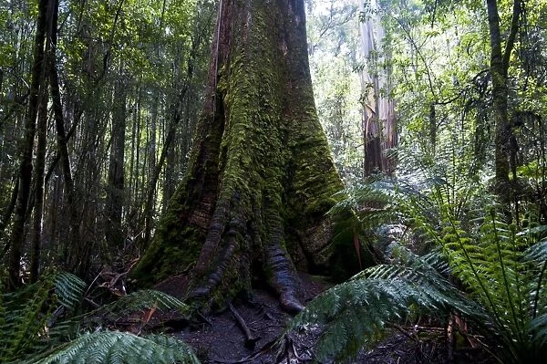 Pandani Grove Nature Trail, Mount Field National Park, Tasmania, Australia, Pacific