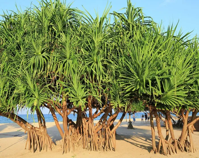 Framed Print : Pandanus palm trees growing on sandy beach, Nilavelli Trincomalee, Sri Lanka, Asia