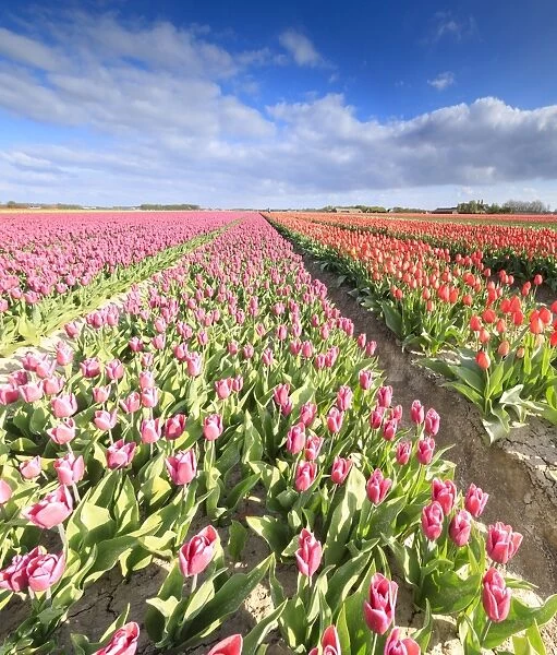 Panorama of multicolored tulips during spring bloom, Oude-Tonge, Goeree-Overflakkee