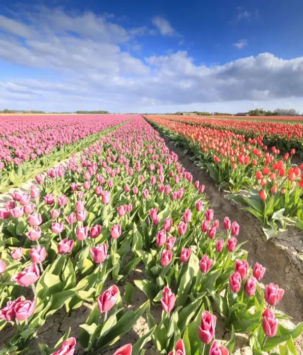 Framed Print : Panorama of multicolored tulips during spring bloom, Oude-Tonge, Goeree-Overflakkee Framed Print : Panorama of multicolored tulips during spring bloom, Oude-Tonge, Goeree-Overflakkee