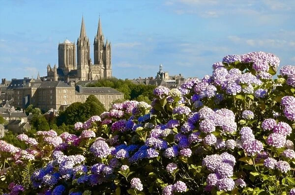 Panorama with pink and blue hydrangeas in the foreground and Notre Dame cathedral on the skyline of the town of Coutances, Cotentin, Normandy, France, Europe