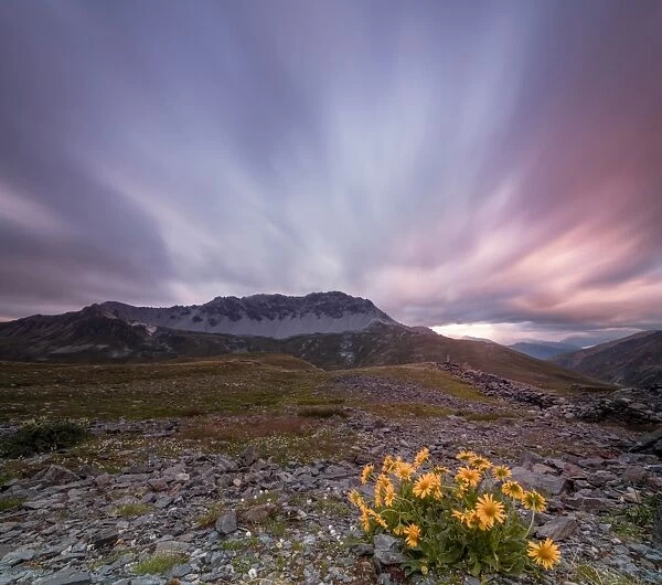 Panorama of pink clouds at dawn on Piz Umbrail framed by flowers, Braulio Valley