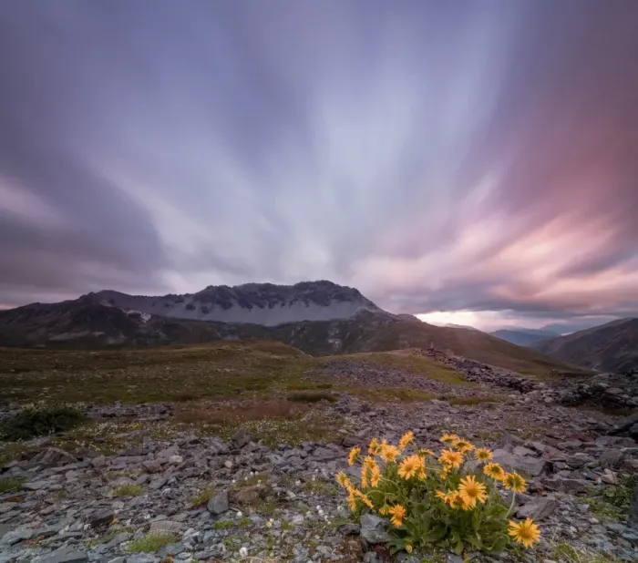Framed Print : Panorama of pink clouds at dawn on Piz Umbrail framed by flowers, Braulio Valley Framed Print : Panorama of pink clouds at dawn on Piz Umbrail framed by flowers, Braulio Valley