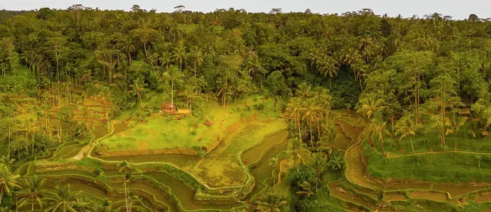 Framed Print : Panoramic aerial view of Tegallalang Rice Terrace, UNESCO World Heritage Site, Tegallalang, Kabupaten Gianyar, Bali, Indonesia, South East Asia, Asia Framed Print : Panoramic aerial view of Tegallalang Rice Terrace, UNESCO World Heritage Site, Tegallalang, Kabupaten Gianyar, Bali, Indonesia, South East Asia, Asia