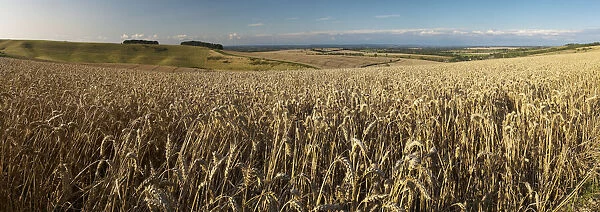 Panoramic of golden wheatfield below Devils Punchbowl on Hackpen Hill, Wantage