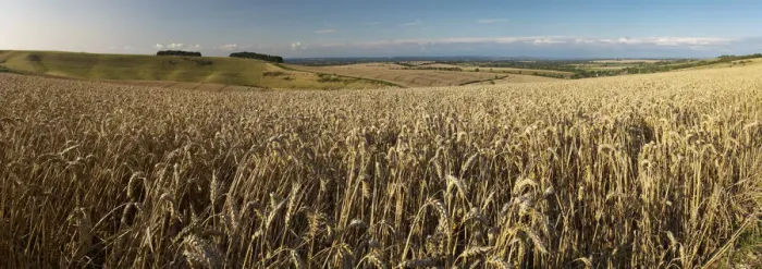 Framed Print : Panoramic of golden wheatfield below Devils Punchbowl on Hackpen Hill, Wantage Framed Print : Panoramic of golden wheatfield below Devils Punchbowl on Hackpen Hill, Wantage