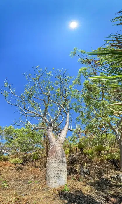 Framed Print : Panoramic of a huge boab tree (Adansonia gregorii), growing in Careening Bay, Kimberley, Western Australia, Australia, Pacific Framed Print : Panoramic of a huge boab tree (Adansonia gregorii), growing in Careening Bay, Kimberley, Western Australia, Australia, Pacific
