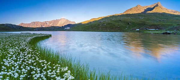 Panoramic of Monte Gavia mirrored in Lago Bianco surrounded by cotton grass, Gavia Pass