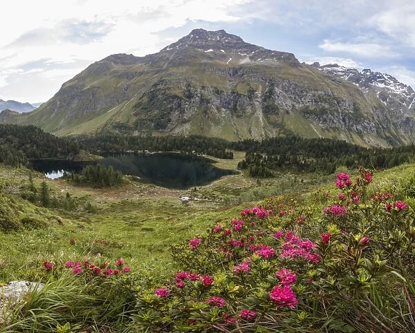 Panoramic of rhododendrons and Lake Cavloc, Maloja Pass, Bregaglia Valley, Engadine