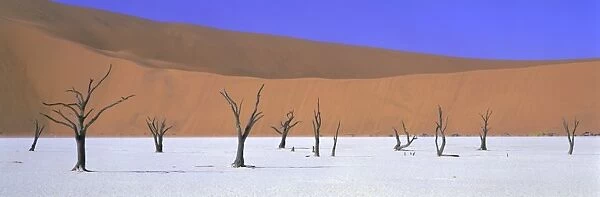 Panoramic view of dead trees and orange sand dunes