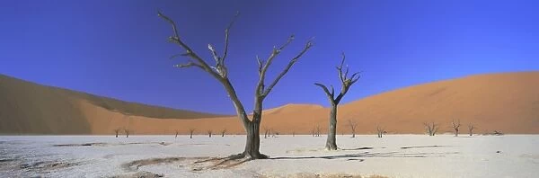 Panoramic view of dead trees and orange sand dunes