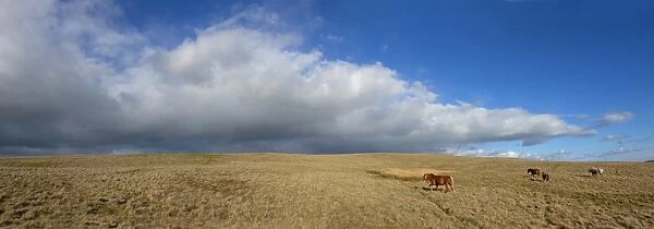Panoramic view, The Epynt, Cambrian Mountains, Powys, Wales, United Kingdom, Europe