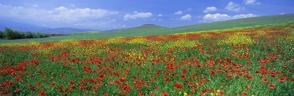 Panoramic view of field of poppies and wild flowers near Montchiello