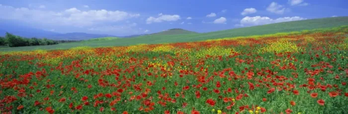 Framed Print : Panoramic view of field of poppies and wild flowers near Montchiello Framed Print : Panoramic view of field of poppies and wild flowers near Montchiello