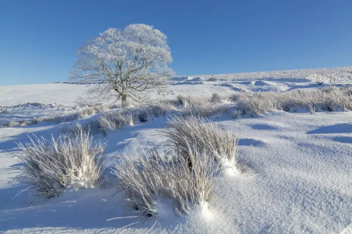 Framed Print : Panoramic view of frozen tree in snow covered landscape near Buxton, High Peak, Derbyshire Framed Print : Panoramic view of frozen tree in snow covered landscape near Buxton, High Peak, Derbyshire