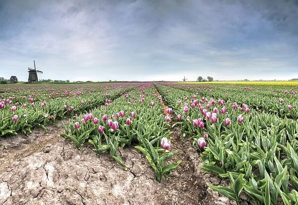 Panoramic view of multi-coloured fields of tulips and windmills, Berkmeer, Koggenland