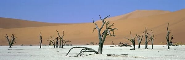 Panoramic view of sand dunes and dead trees