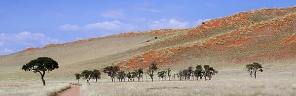 Panoramic view showing trees and grass-covered orange sand dunes, Namib Rand game reserve, Namib Naukluft Park, Namibia, Africa