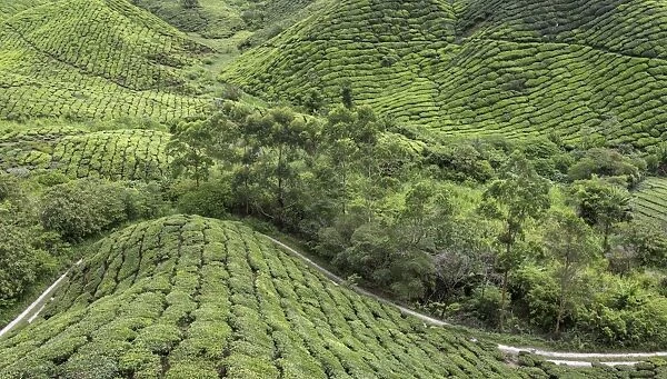 Panoramic view of the tea plantations in the Cameron Highlands, Malaysia, Southeast Asia