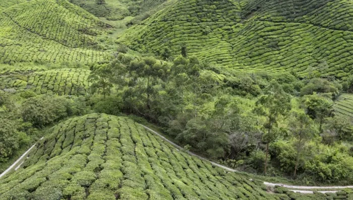 Framed Print : Panoramic view of the tea plantations in the Cameron Highlands, Malaysia, Southeast Asia