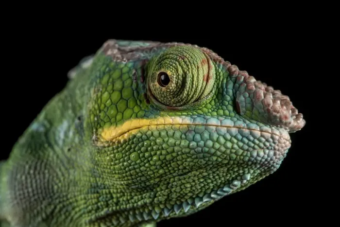 Framed Print : Panther Chameleon (Furcifer Pardalis), captive, Madagascar, Africa Framed Print : Panther Chameleon (Furcifer Pardalis), captive, Madagascar, Africa