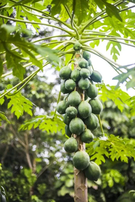 Framed Print : Papaya tree, Amazon Rainforest, Coca, Ecuador, South America Framed Print : Papaya tree, Amazon Rainforest, Coca, Ecuador, South America